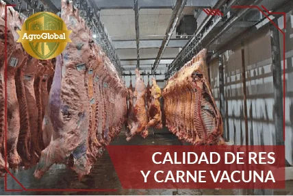 Calidad de Res y Carne Vacuna