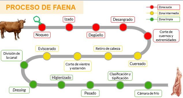 Carne Bovina: Paso A Paso Del Proceso De Faena - AgroGlobal